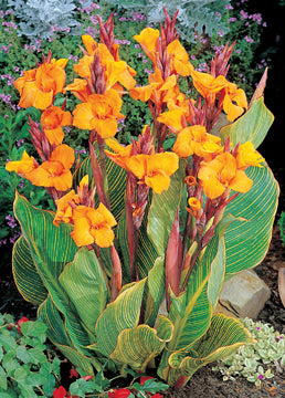 Canna Bengal Tiger - 1 Gallon