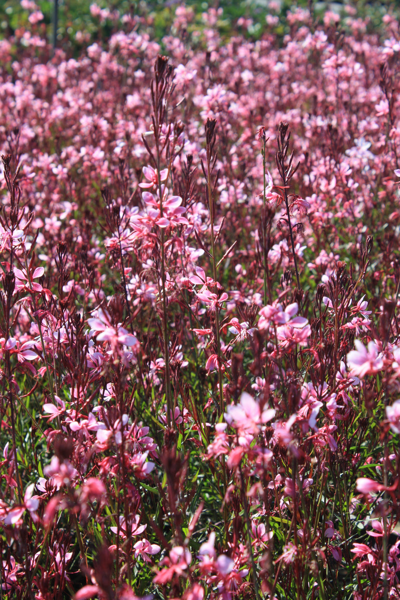 Gaura Pink Cloud - 1 Gallon