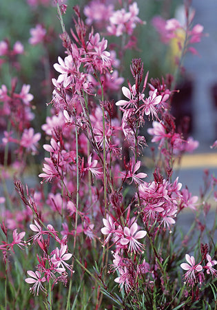 Gaura Pink Cloud - 1 Gallon
