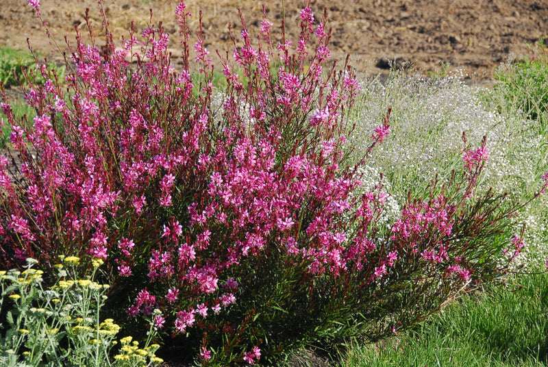 Gaura Pink Cloud - 1 Gallon