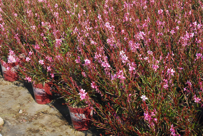Gaura Pink Cloud - 1 Gallon