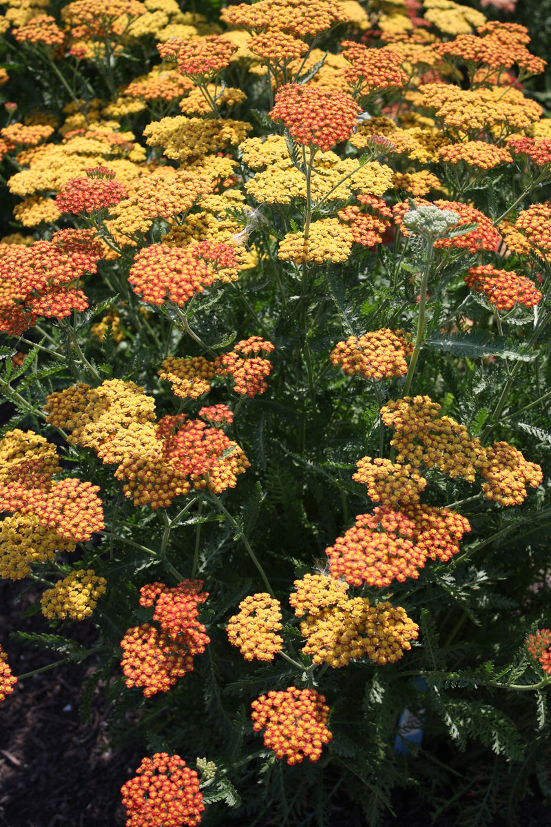 Achillea Fireland - 1 Gallon