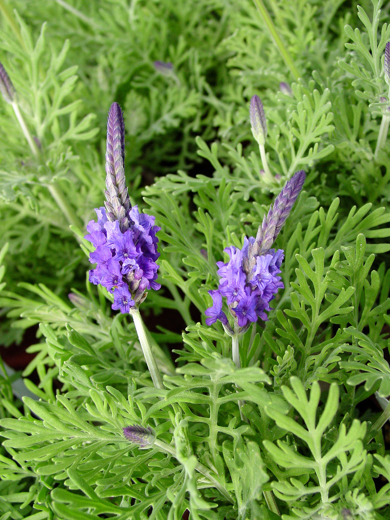 Lavender Fern Leaf - Quart