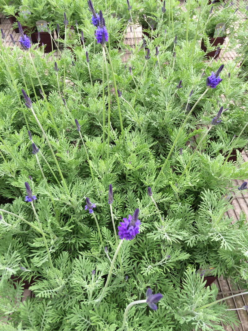 Lavender Fern Leaf - Quart