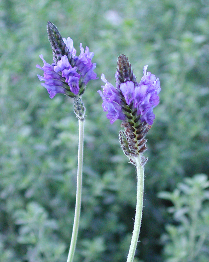 Lavender Fern Leaf - Quart