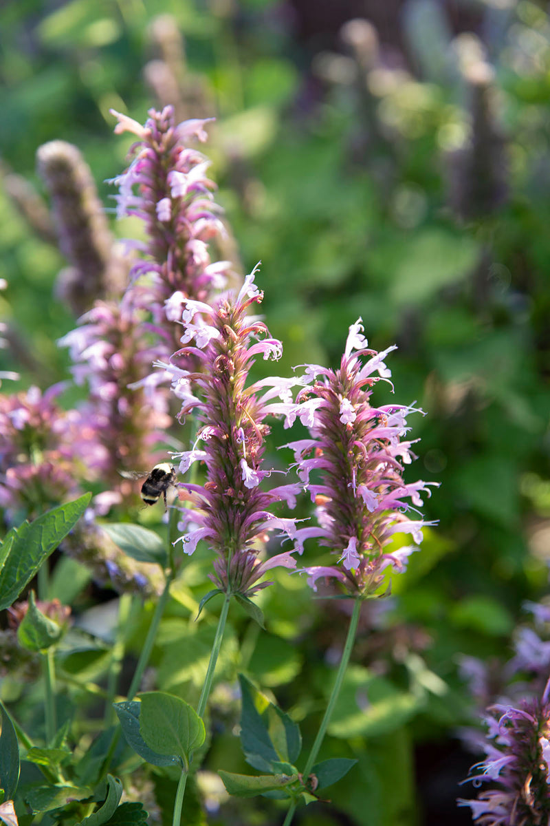 Agastache Cotton Candy - 1 Gallon