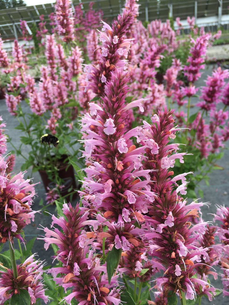 Agastache Cotton Candy - 1 Gallon