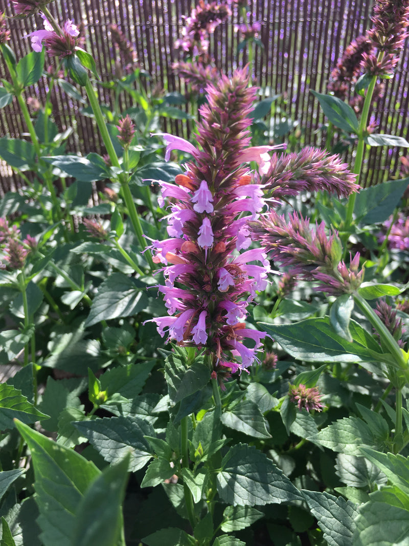 Agastache Cotton Candy - 1 Gallon