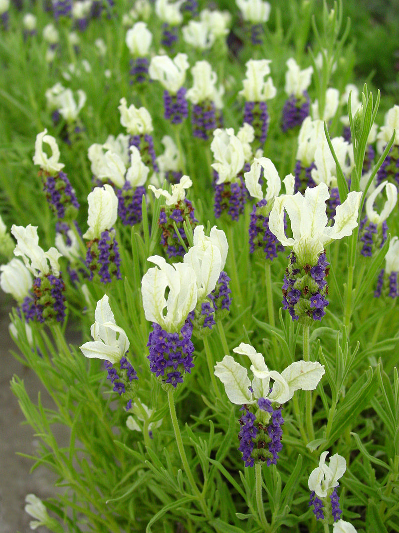 Lavender Madrid Blue - 1 Gallon