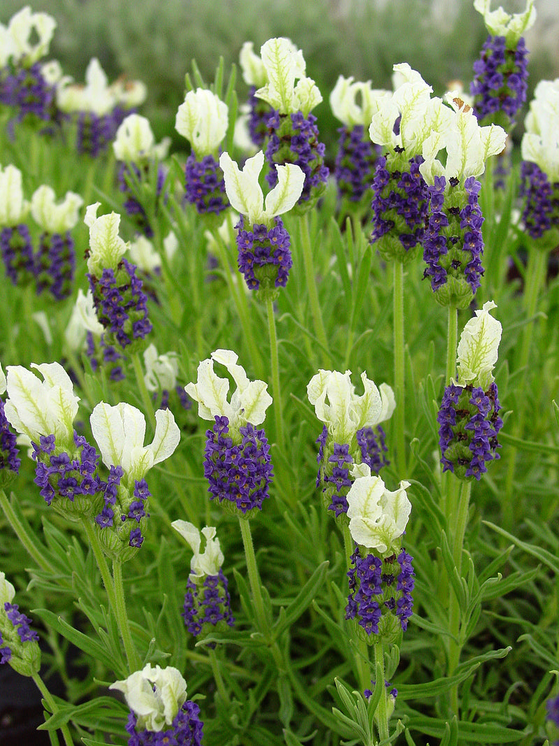 Lavender Madrid Blue - 1 Gallon