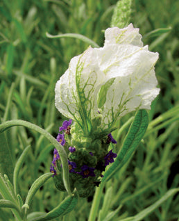 Lavender Madrid Blue - 1 Gallon