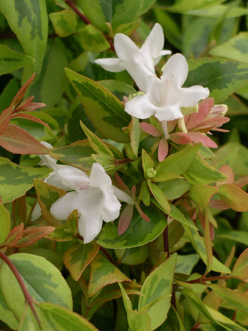 Abelia Kaleidoscope - 1 Gallon