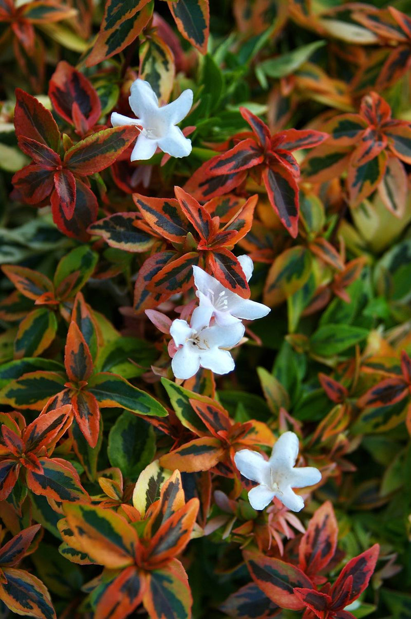 Abelia Kaleidoscope - 1 Gallon