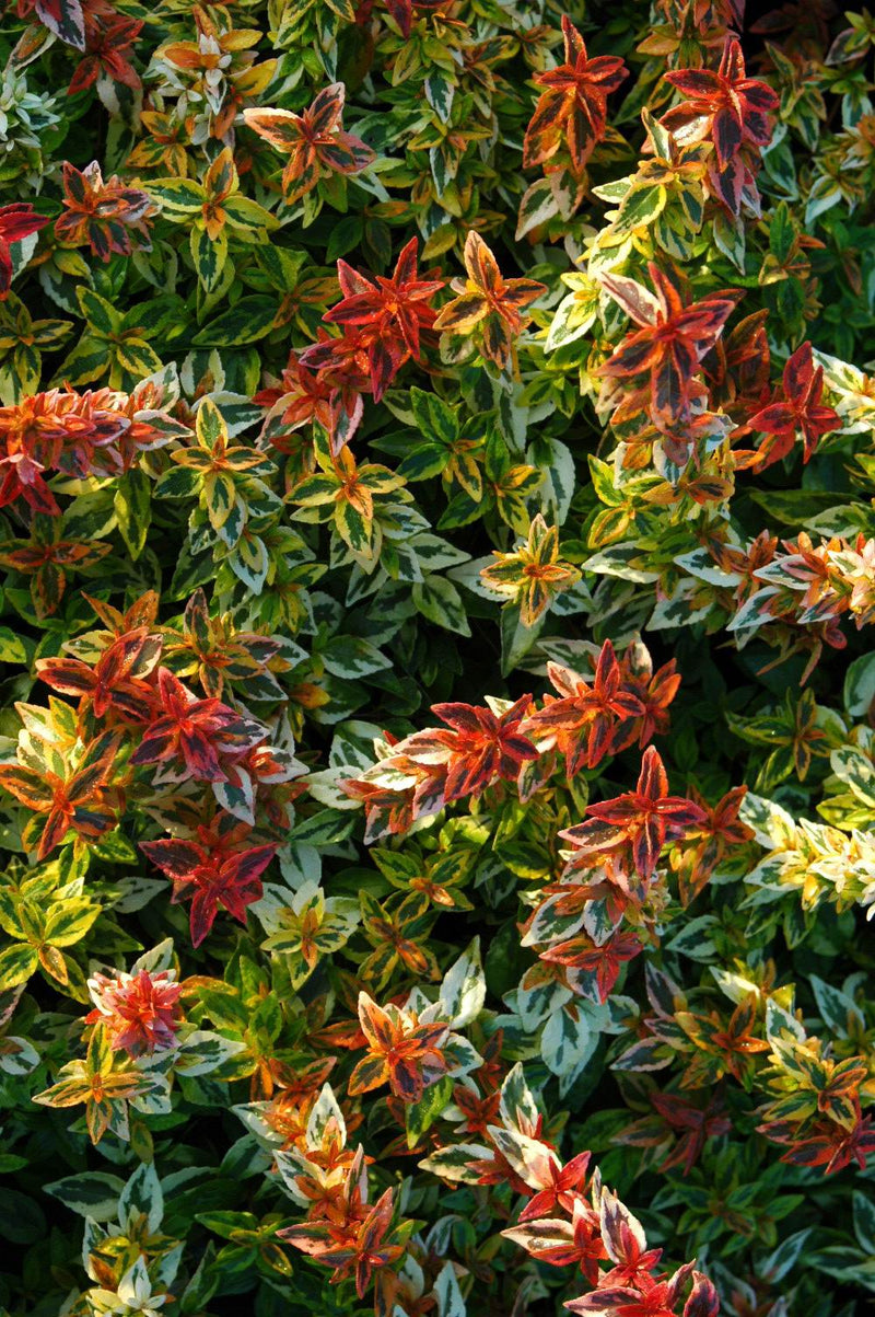 Abelia Kaleidoscope - 1 Gallon
