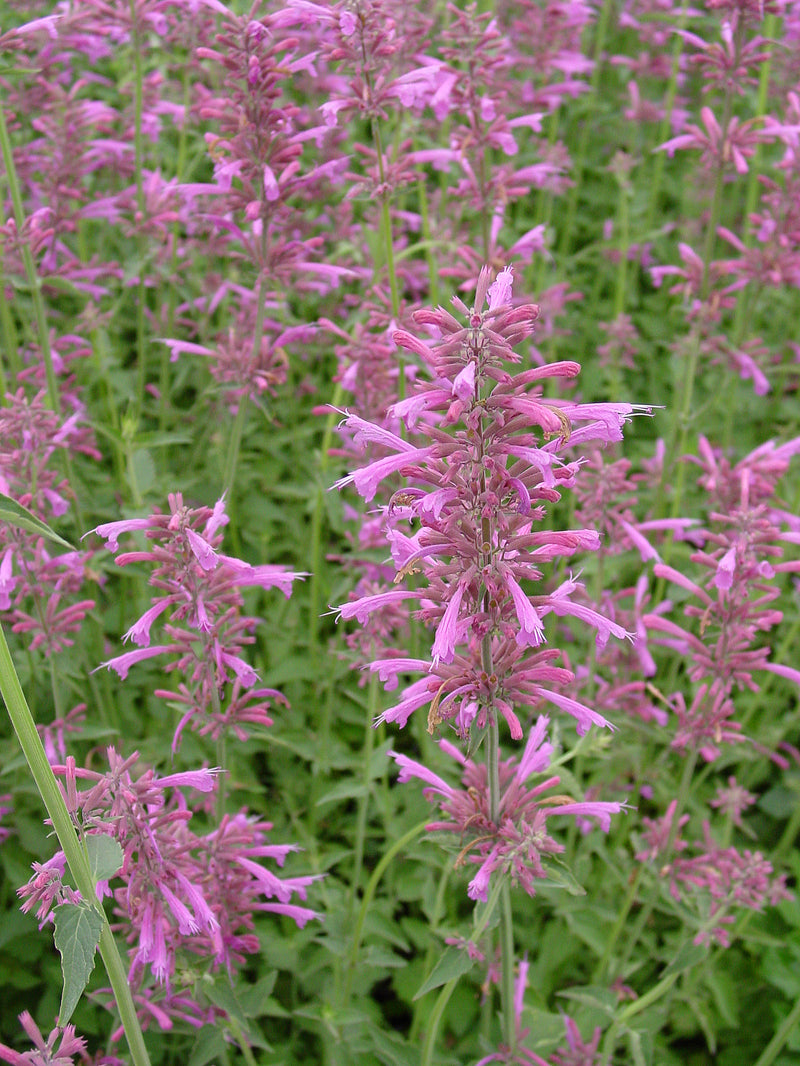 Agastache Tutti Frutti - Quart