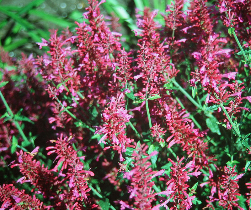 Agastache Tutti Frutti - Quart