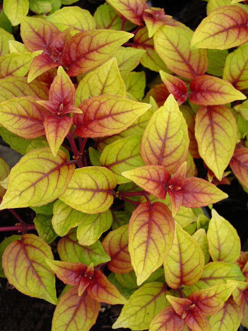 Fuchsia Autumnale - 3.5"