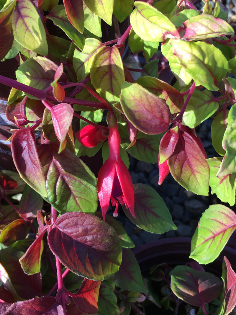 Fuchsia Autumnale - 3.5"