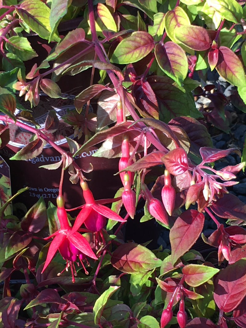 Fuchsia Autumnale - 3.5"