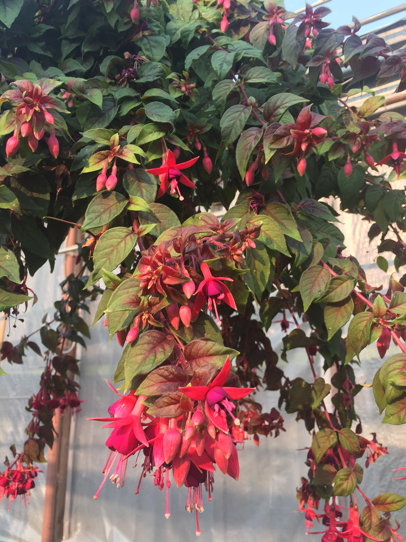 Fuchsia Autumnale - 3.5"