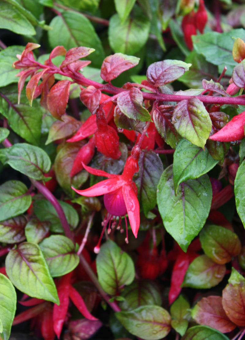 Fuchsia Autumnale - 3.5"
