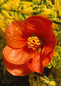 Abutilon p. Thompsonii