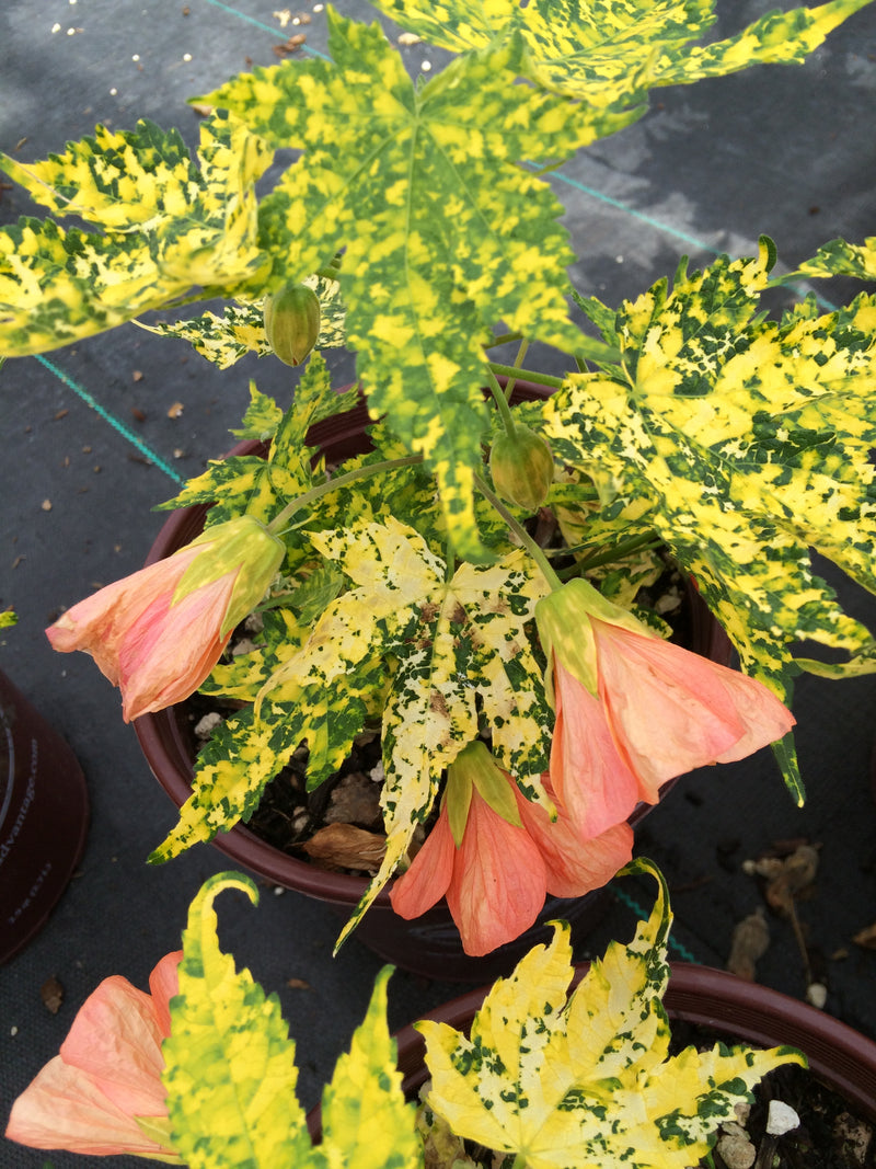 Abutilon p. Thompsonii