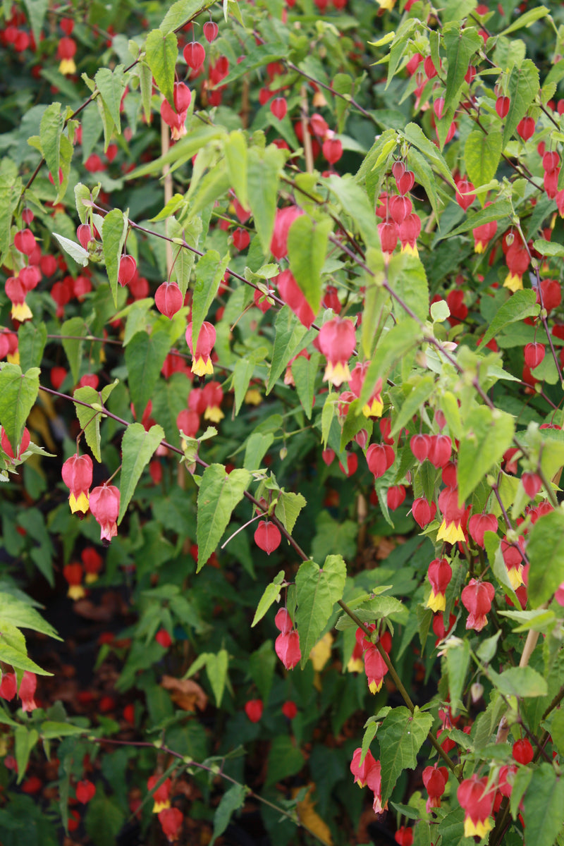 Abutilon - 1 Gallon