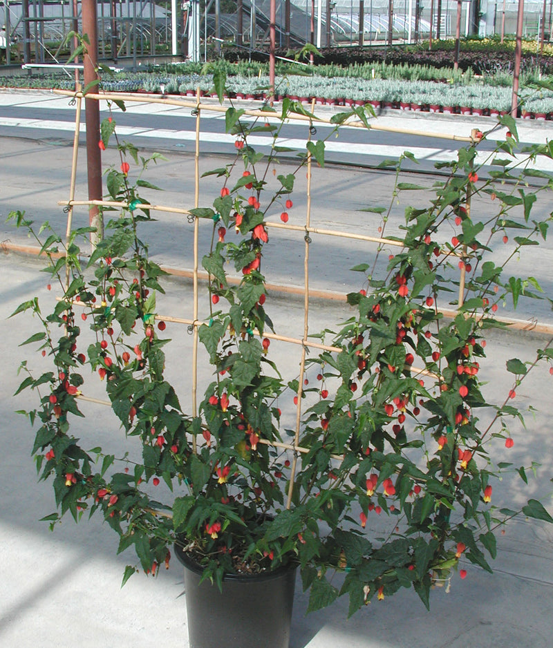 Abutilon - 1 Gallon