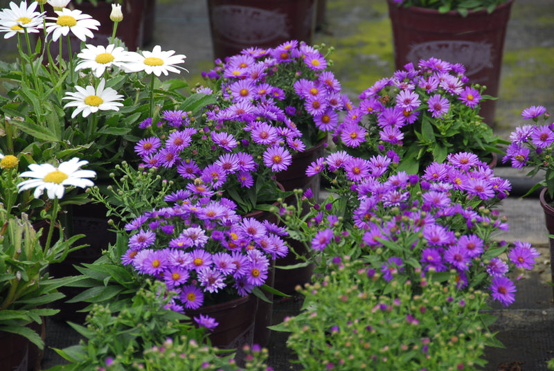 Aster Woods Purple - 1 Gallon