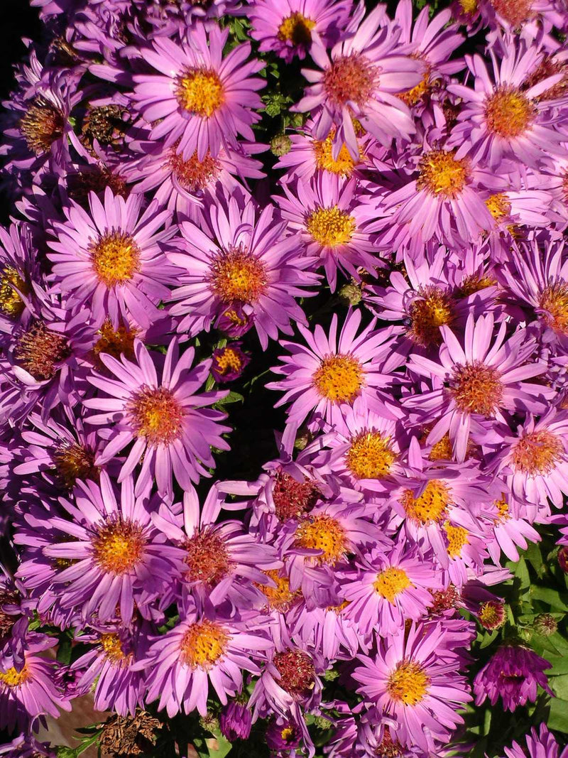 Aster Woods Purple - 1 Gallon