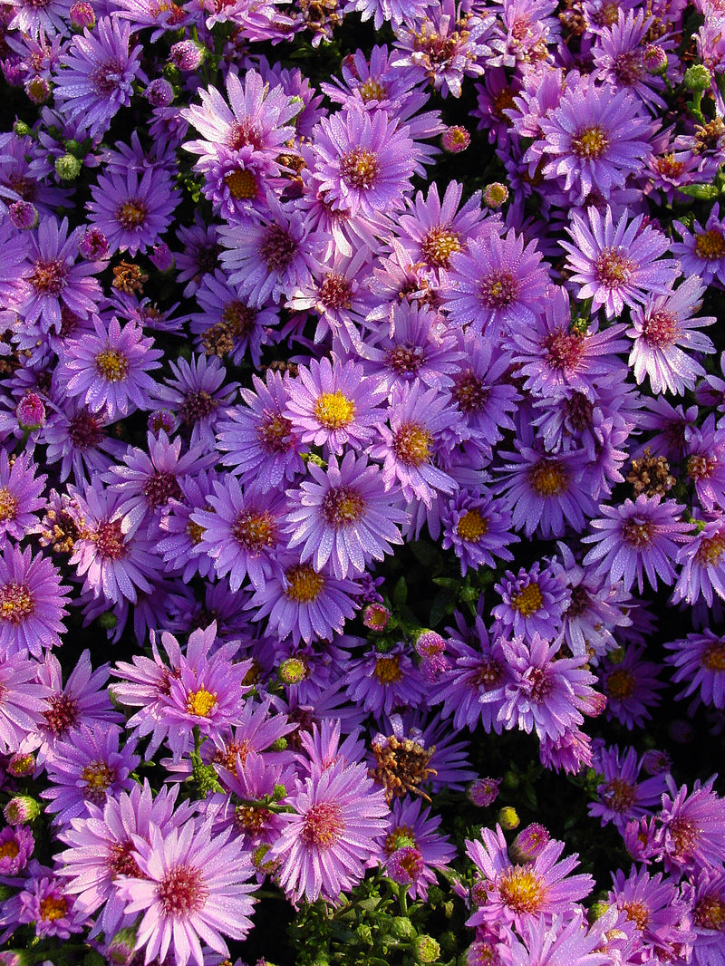 Aster Woods Purple - 1 Gallon