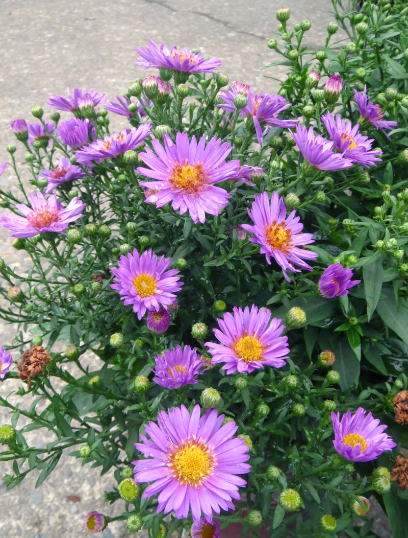 Aster Woods Purple - 1 Gallon