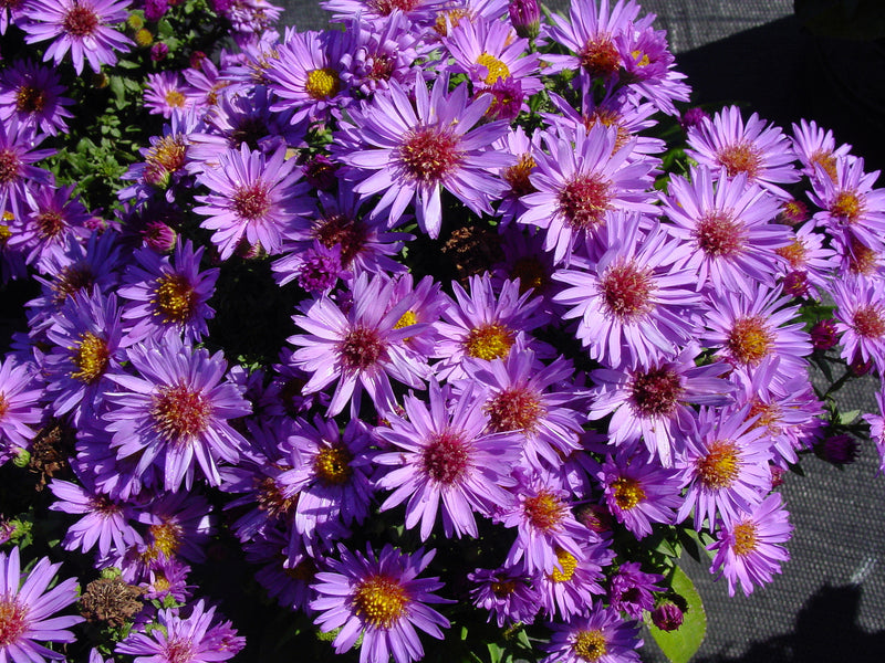 Aster Woods Purple - 1 Gallon
