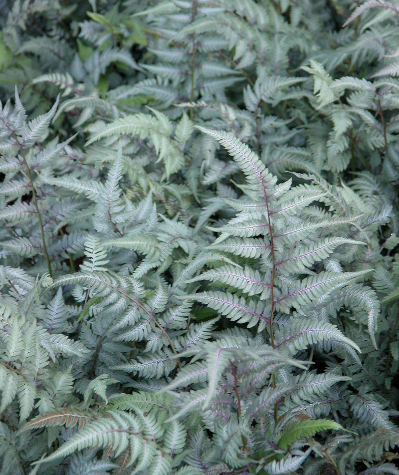 Fern Japanese Painted - 1 Gallon