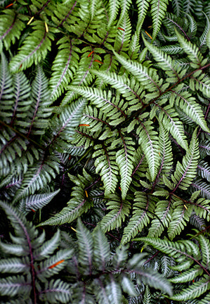 Fern Japanese Painted - 1 Gallon