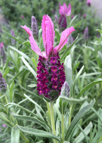 Lavender Ruffles Mulberry - 1 Gallon