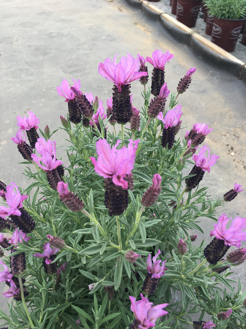 Lavender Ruffles Mulberry - 1 Gallon