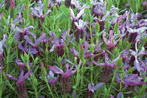 Lavender Ruffles Blueberry - 1 Gallon