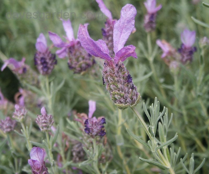Lavender Ruffles Blueberry - 1 Gallon