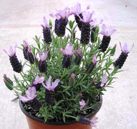Lavender Ruffles Blueberry - 1 Gallon
