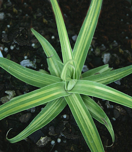 Agave Calamar - 1 Gallon