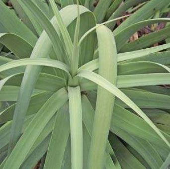 Agave Calamar - 1 Gallon