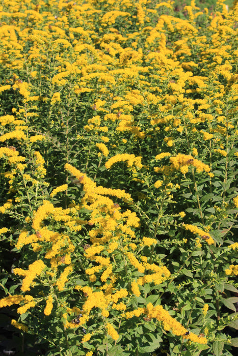 Goldenrod (Solidago) Fireworks - 1 Gallon