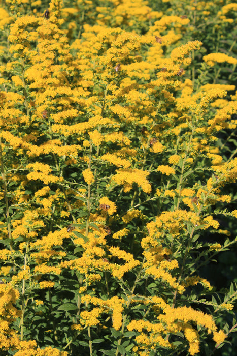 Goldenrod (Solidago) Fireworks - 1 Gallon