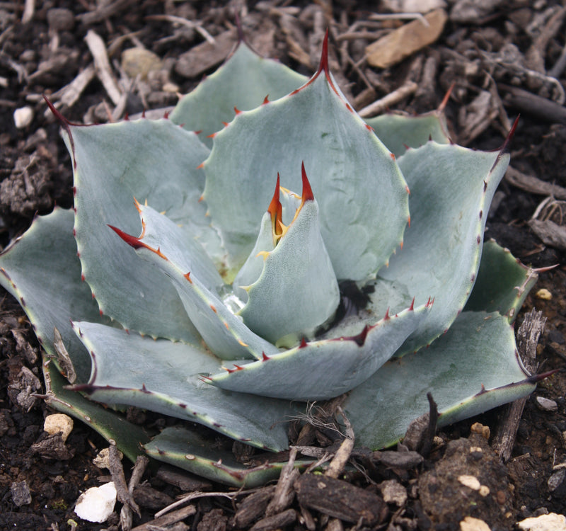 Agave parryi JC Raulston - 1 Gallon
