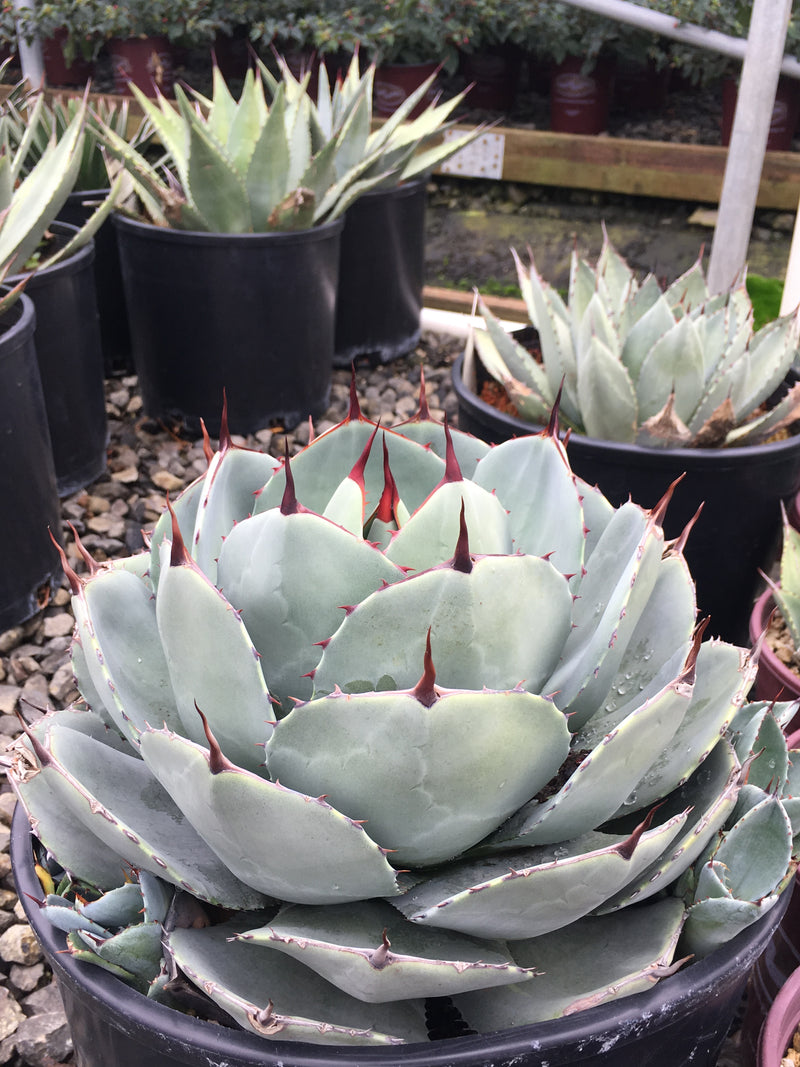 Agave parryi JC Raulston - 1 Gallon