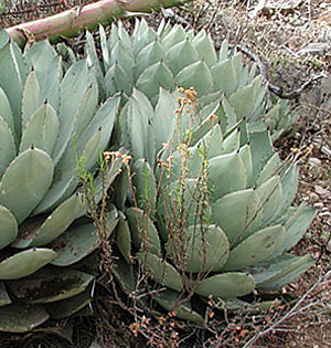 Agave truncata Artichoke - 1 Gallon