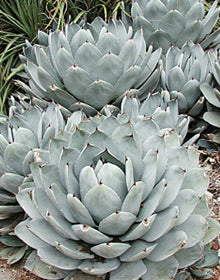 Agave truncata Artichoke - 1 Gallon