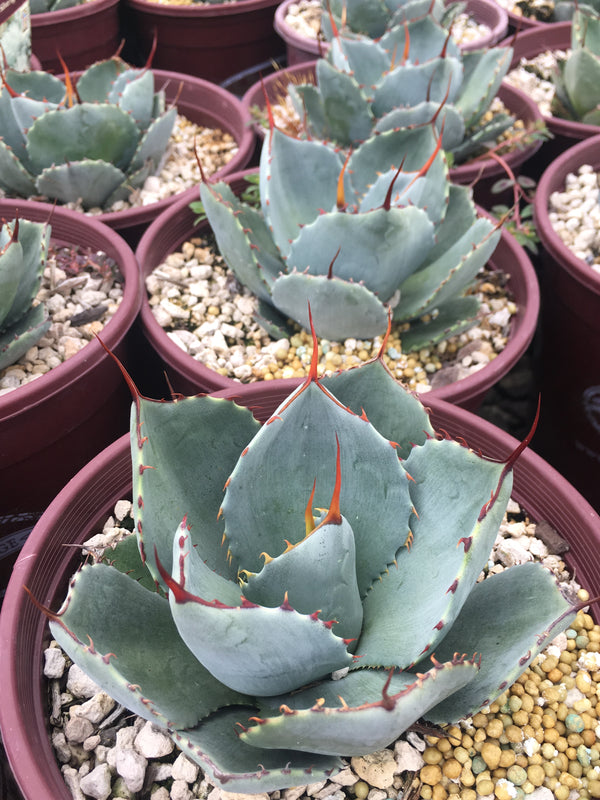Agave truncata Artichoke - 1 Gallon